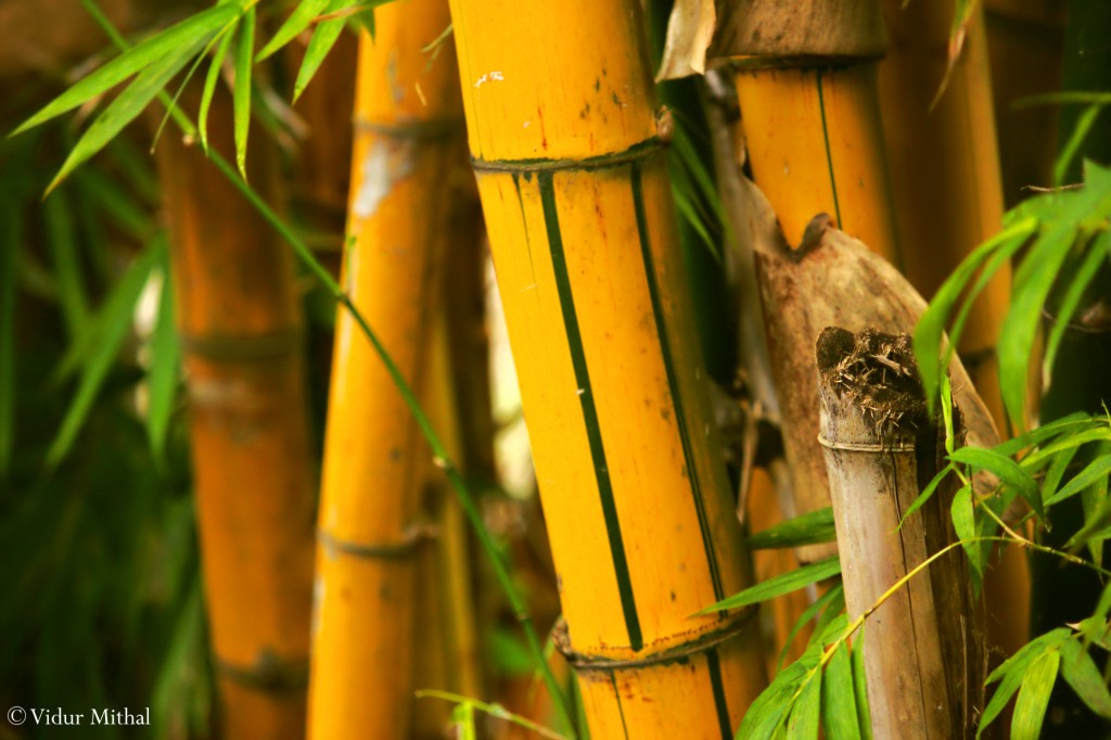 Photograph of Bamboo