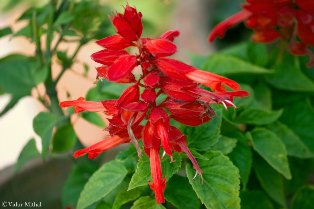 Photograph of Red Flower