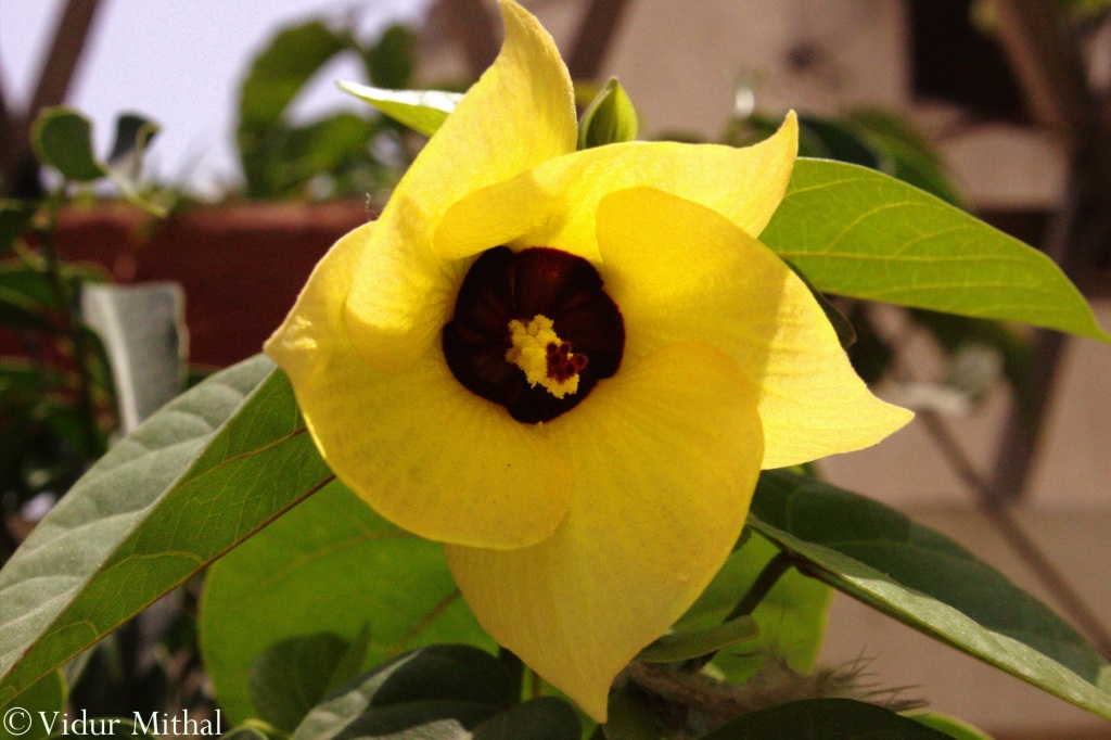 Photograph of a Yellow Flower