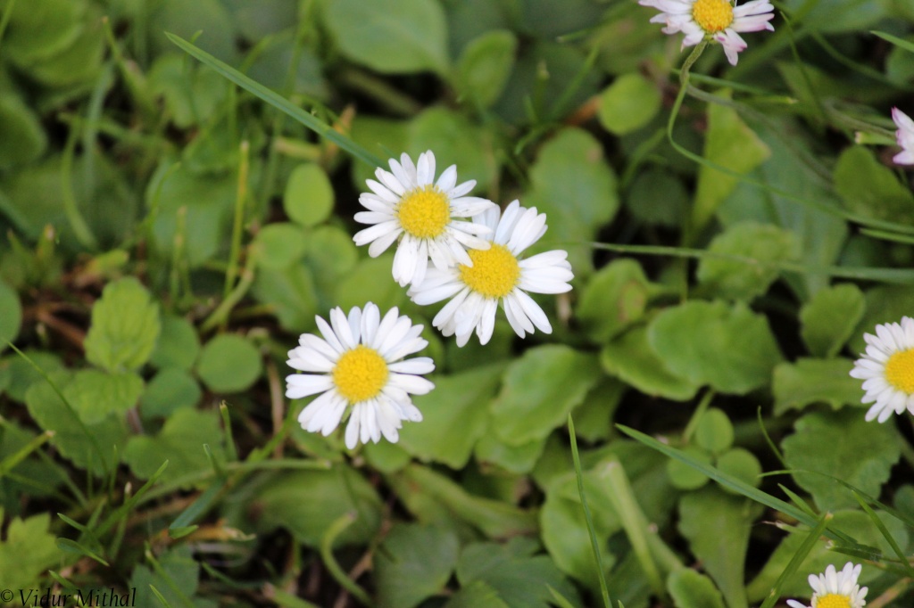 Photograph of Trio of Flowers