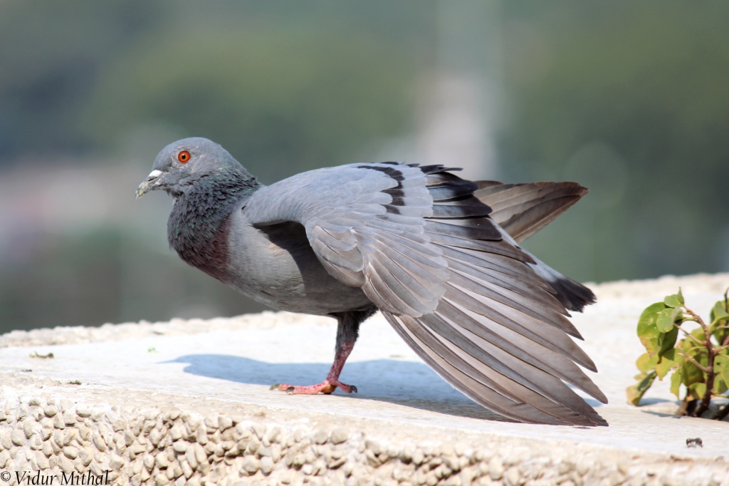 Photograph of Pigeon