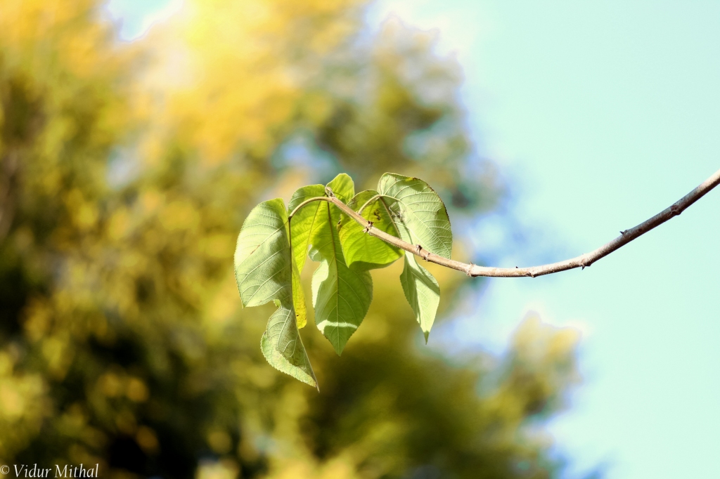 Photograph of hanging leaves
