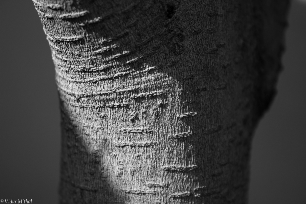 Photograph of a textured plant stem